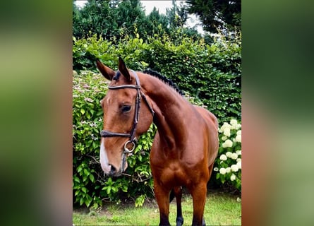 sangre caliente belga, Caballo castrado, 7 años, 168 cm, Castaño