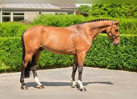 sangre caliente belga, Caballo castrado, 7 años, 169 cm, Castaño