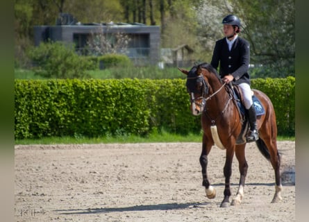 sangre caliente belga, Caballo castrado, 8 años, 172 cm, Castaño