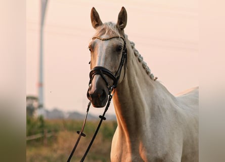 sangre caliente belga, Caballo castrado, 8 años, 172 cm, Palomino