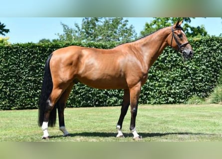 sangre caliente belga, Caballo castrado, 8 años, 173 cm, Castaño