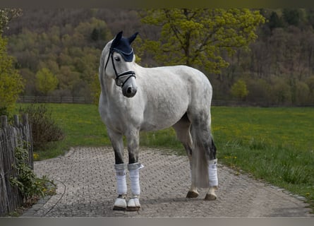 sangre caliente belga, Caballo castrado, 8 años, 173 cm, Porcelana