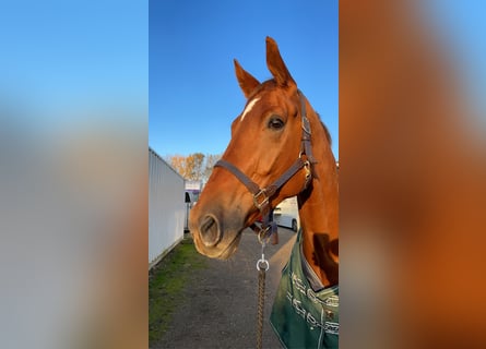 sangre caliente belga, Caballo castrado, 8 años, 175 cm, Alazán