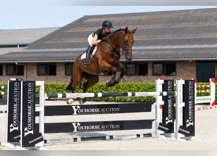 sangre caliente belga, Caballo castrado, 8 años, 176 cm, Castaño