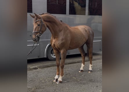 sangre caliente belga, Caballo castrado, 8 años, 185 cm, Alazán-tostado
