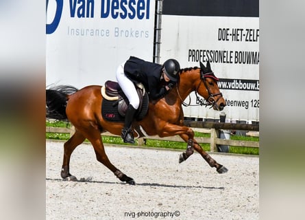 sangre caliente belga, Caballo castrado, 9 años, 148 cm, Castaño oscuro
