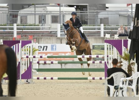 sangre caliente belga, Caballo castrado, 9 años, 167 cm, Alazán