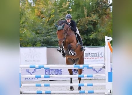 sangre caliente belga, Caballo castrado, 9 años, 168 cm, Castaño