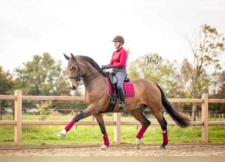 sangre caliente belga, Caballo castrado, 9 años, 172 cm, Castaño