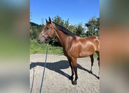 sangre caliente belga, Caballo castrado, 9 años, 172 cm, Castaño