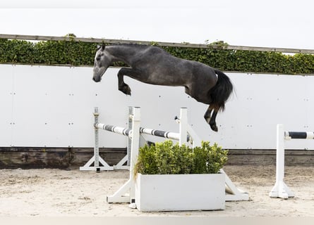 sangre caliente belga, Semental, 2 años, 147 cm