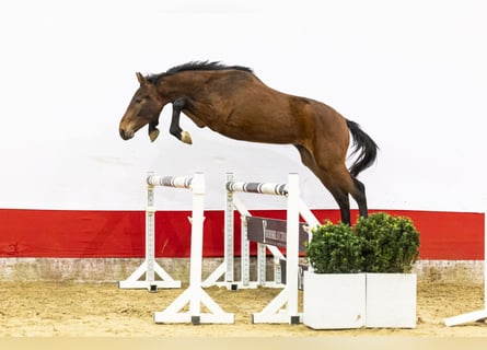 sangre caliente belga, Semental, 2 años, 153 cm