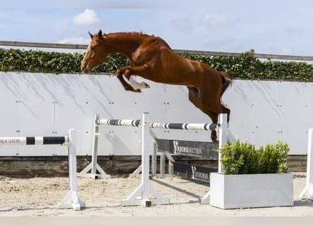 sangre caliente belga, Semental, 3 años, 165 cm, Alazán