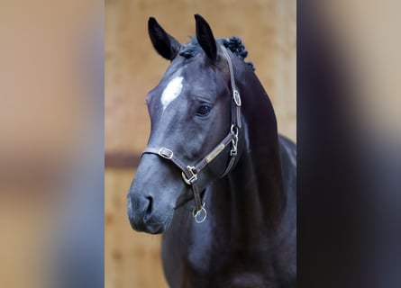 sangre caliente belga, Semental, 3 años, 167 cm, Negro