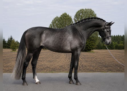 sangre caliente belga, Semental, 3 años, 168 cm, Tordo