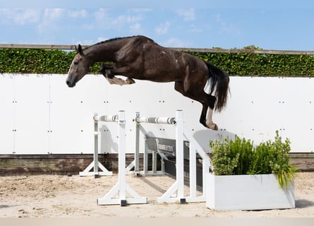 sangre caliente belga, Semental, 3 años, 170 cm, Tordo