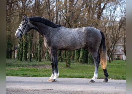 sangre caliente belga, Semental, 3 años, 173 cm