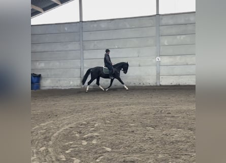 sangre caliente belga, Semental, 4 años, 165 cm, Morcillo