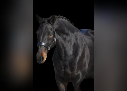 sangre caliente belga, Yegua, 12 años, 170 cm, Morcillo