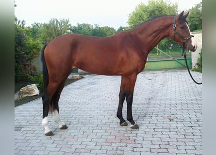 sangre caliente belga, Yegua, 3 años, 170 cm, Castaño
