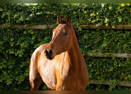 sangre caliente belga, Yegua, 4 años, 162 cm, Castaño