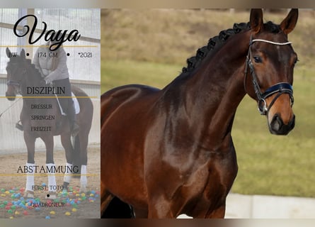 sangre caliente belga, Yegua, 5 años, 174 cm, Castaño