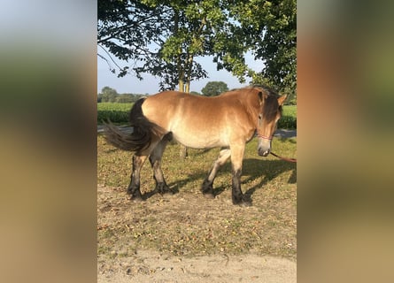 Sangre fría alemana renana, Caballo castrado, 3 años, 165 cm, Castaño