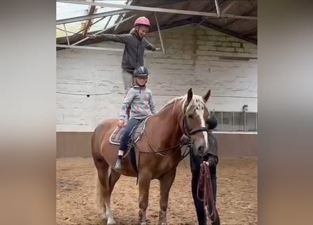 Sangre fría alemana renana, Caballo castrado, 5 años, 169 cm, Alazán-tostado