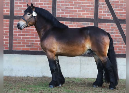 Sangre fría alemana renana, Semental, 4 años, 160 cm, Castaño oscuro