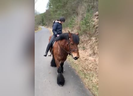 Sangre fría belga, Caballo castrado, 14 años