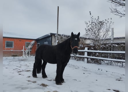 Sangre fría belga, Caballo castrado, 4 años, 160 cm, Negro