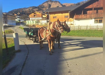 Sangre fría belga, Caballo castrado, 4 años, 170 cm