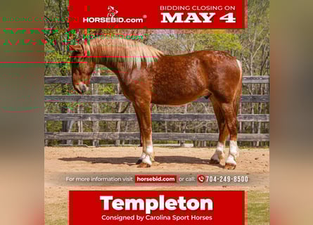 Sangre fría belga Mestizo, Caballo castrado, 4 años, Alazán rojizo