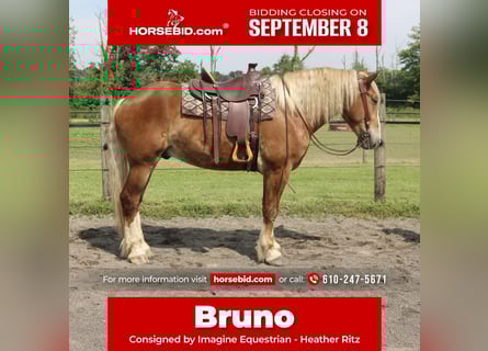 Sangre fría belga Mestizo, Caballo castrado, 5 años, 168 cm, Alazán rojizo