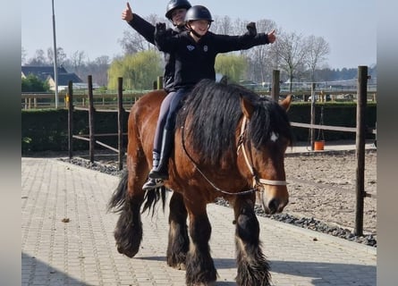 Sangre fría belga Mestizo, Caballo castrado, 7 años, 162 cm, Castaño