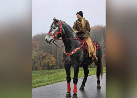 Sangre fría de Schleswig, Caballo castrado, 5 años, 168 cm, Tordillo negro