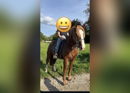 Sangre fría del sur de Alemania, Caballo castrado, 3 años, 165 cm, Alazán