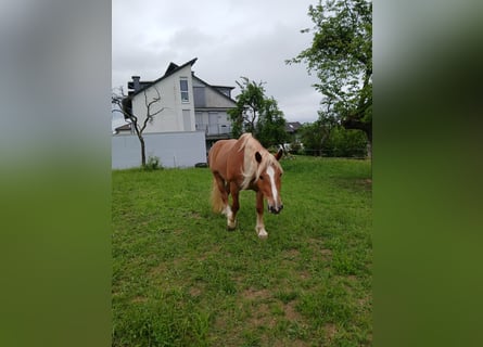 Sangre fría del sur de Alemania, Caballo castrado, 4 años, 167 cm, Alazán