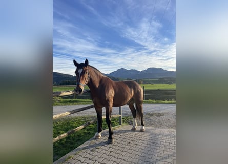 Sangre fría del sur de Alemania, Caballo castrado, 5 años, 165 cm, Castaño