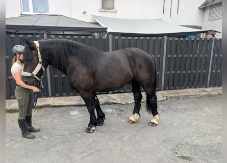 Sangre fría polaco, Caballo castrado, 10 años, 165 cm, Negro
