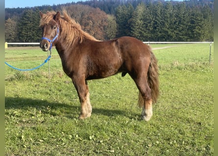 Sangre fría polaco Mestizo, Caballo castrado, 3 años, 147 cm, Alazán-tostado