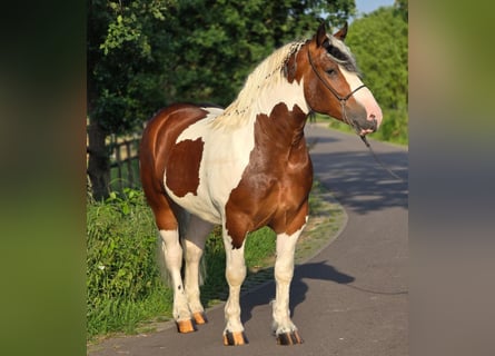 Sangre fría polaco, Caballo castrado, 3 años, 154 cm, Pío