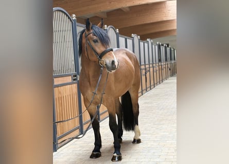 Sangre fría polaco, Caballo castrado, 3 años, 158 cm
