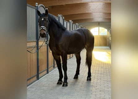 Sangre fría polaco, Caballo castrado, 3 años, 162 cm, Castaño oscuro