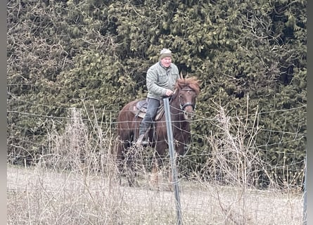 Sangre fría polaco Mestizo, Caballo castrado, 4 años, 147 cm, Alazán-tostado