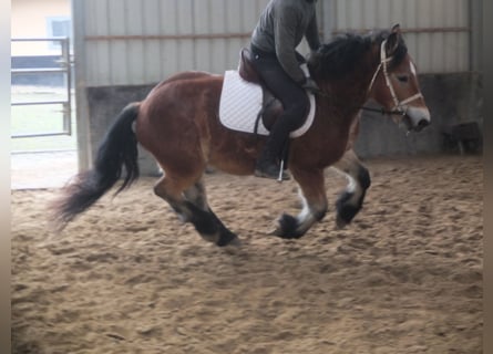 Sangre fría polaco, Caballo castrado, 4 años, 154 cm, Castaño claro