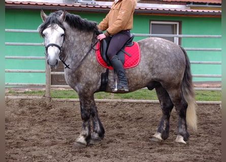 Sangre fría polaco Mestizo, Caballo castrado, 4 años, 155 cm, Tordo rodado