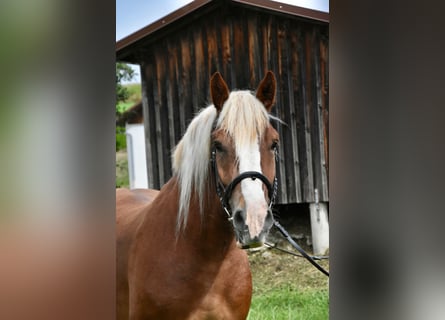 Sangre fría polaco, Caballo castrado, 4 años, 157 cm, Alazán