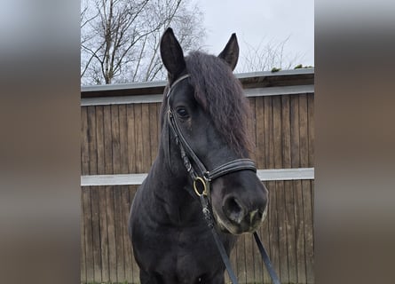 Sangre fría polaco Mestizo, Caballo castrado, 4 años, 157 cm, Negro