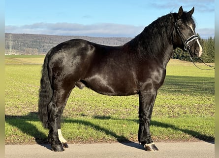 Sangre fría polaco, Caballo castrado, 4 años, 160 cm, Negro